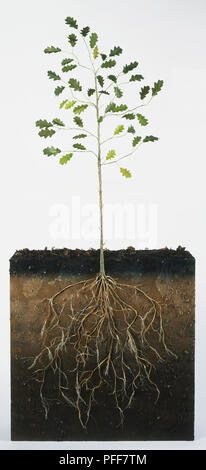 Quercus sp., eine vier Jahre alte Eiche sapling, Querschnitt zeigen root System Stockfoto