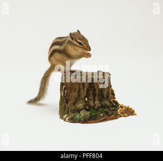 Tamias sp., chipmunk am Rande von dünnen Baumstumpf gehockt, Seitenansicht. Stockfoto