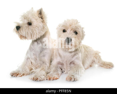 West Highland White Terrier vor weißem Hintergrund Stockfoto