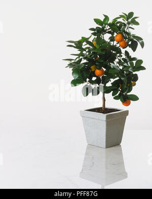 X Citrofortunella microcarpa, calamondin Orange oder Zitrone Moschus oder Panama Orange Pflanze, die Früchte tragen, in eckigen Keramik Topf wachsen. Stockfoto