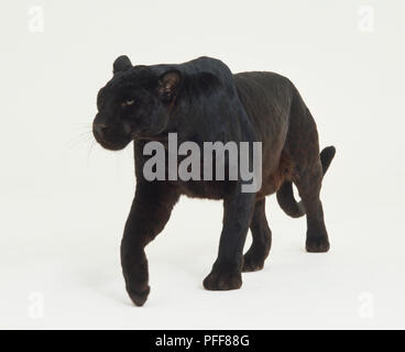 Black Panther (Panthera pardus) vorwärts Schreiten, Seitenansicht. Stockfoto