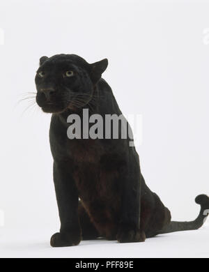 Sitzung Black Panther (Panthera pardus), Ansicht von vorne. Stockfoto