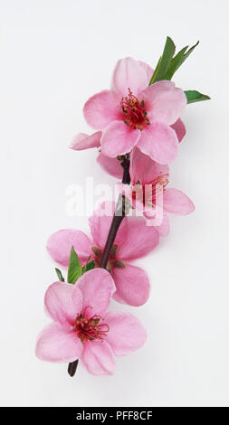 Prunus persica 'Peregrine', pink Peach Blumen, in der Nähe Stockfoto