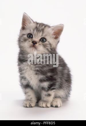 Grau tabby Kitten (Felis catus) sitzen auf den Hinterbeinen, Stockfoto