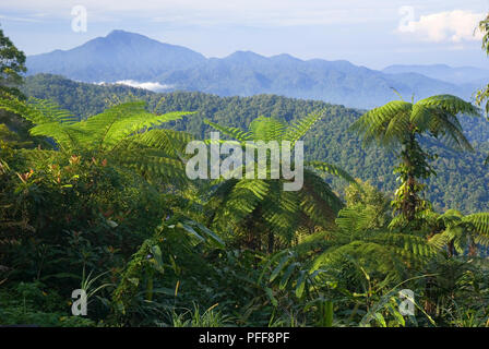 Malaysia, West Malaysia, Maxwell, mit Blick auf den Dschungel Vegetation und bewaldete Berge Stockfoto