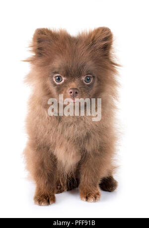 Pomeranian Welpen vor weißem Hintergrund Stockfoto