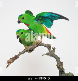 Seitenansicht eines männlichen Blue-Crowned Hanging-Parrot hocken auf einem Zweig, mit Kopf im Profil zeigt die rote Kehle Patch beim Anheben der seine Flügel. Geduckt auf dem Zweig neben ihm ist ein Weibchen der Spezies, die über das rote Kehle Patch fehlt. Stockfoto