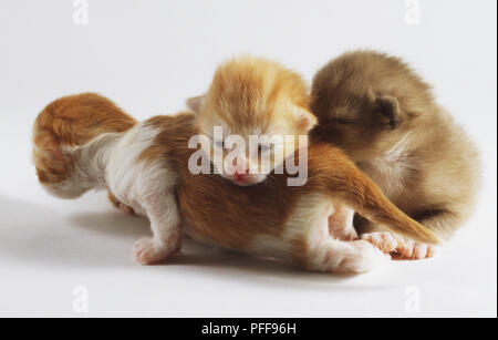 Drei junge Kätzchen (Felis catus) gepresst zusammen, zwei Ingwer und Weiß und Grau und Weiß Stockfoto