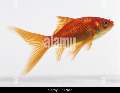 Schwimmen Goldfische (Carassius Auratus), Seitenansicht Stockfoto