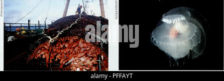. Biodiversität in der Tiefsee und Ökosysteme - ein Scoping Bericht über deren sozio-Wirtschaft, Management und Unternehmensführung. UNEP-WCMC Biodiversität Serie 28. Biodiversität in der Tiefsee und Ökosysteme. Orange Roughy Fangmengen von einer in der Tiefsee Trawler gelandet. Über andere wirtschaftliche Aktivitäten, während auf die rechtlichen Festlandsockel, haben die Staaten souveräne Rechte zur Erkundung und Nutzung der nicht-lebenden (z.b. mineralische Ressourcen und sesshaften Meeresboden Organismen. Die Hohe See und Bereich (das heißt, das Wasser, Meeresboden und subseafloor außerhalb der nationalen Gerichtsbarkeit) werden im Folgenden näher erläutert. Alle Staaten und alle ar Stockfoto