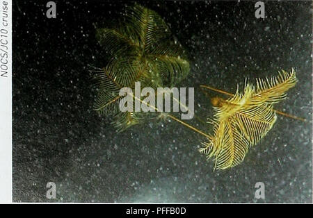 . Biodiversität in der Tiefsee und Ökosysteme - ein Scoping Bericht über deren sozio-Wirtschaft, Management und Unternehmensführung. UNEP-WCMC Biodiversität Serie 28. Biodiversität in der Tiefsee und Ökosysteme U Governance und Management Fragen der Konzeption und Umsetzung von wirksamen Governance und Management Strategien ist wichtig, um den Herausforderungen, die durch die zunehmenden Auswirkungen der menschlichen Aktivitäten auf die biologische Vielfalt und die Ökosysteme zu begegnen und sicherzustellen, dass die Erhaltung und die nachhaltige Nutzung der Tiefsee lebenden und nicht-lebenden Ressourcen. Governance: Die Summe der vielen Möglichkeiten, die Personen und Institutionen, öffentlichen und privaten, Stockfoto