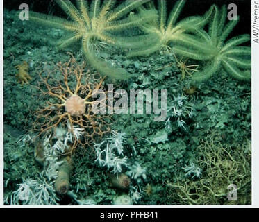 In diesem Bericht werden die sozioökonomischen Aspekte, das Management und die Governance der Biodiversität und der Ökosysteme in der Tiefsee erörtert. Er hebt die Herausforderungen der Tiefseeforschung und die Bedeutung nachhaltiger Verfahren für den Schutz der Ozeane hervor. Stockfoto