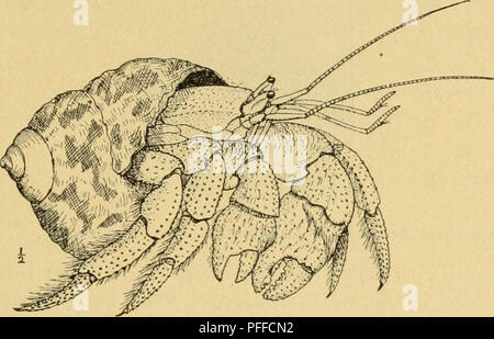 . Dekapoden Crustaceen von Bermuda. Ihre Verteilung, Variationen, und Gewohnheiten. Decapoda (Crustacea). A. E. Verrill - dekapoden Crustaceen von Bermuda. 439 Nicht im Bermuda gelegentlich und häufig gefunden auf hoher Sandhügel, weit weg von der Küste, und in Gärten. Große Exemplare in der Regel besetzen fossilen Schalen von Livona pioa, die vom Soft jeolian Kalksteine überstanden haben. Diese fossilen Schalen waren zweifellos durchgeführt, von der Küste zu den alten Sanddünen von der entfernten Vorfahren dieser gleichen Krabben.. Abbildung 55. - Land Hermit Crab in der Shell von Livona Pica, über-3-Nat. Größe. Von lebendes Exemplar von einem Stockfoto