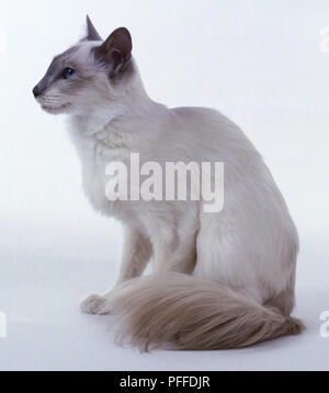 Lilac Point balinesische Katze mit langen, keilförmigen Kopf und gut befedert Schwanz, hinsetzen, Seitenansicht. Stockfoto