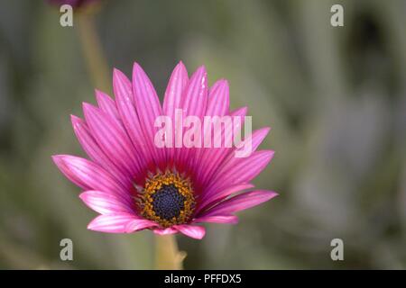 Kap Marguerite; Dimorphotheca ecklonis Stockfoto