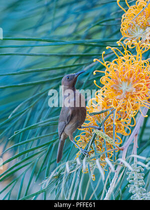 Dusky Honeyeater (Myzomela obscura) Bestäubung grevillea Blumen, Julatten, Atherton Tablelands, Far North Queensland, FNQ, QLD, Australien Stockfoto