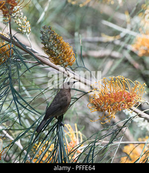 Dusky Honeyeater (Myzomela obscura) Bestäubung grevillea Blumen, Julatten, Atherton Tablelands, Far North Queensland, FNQ, QLD, Australien Stockfoto