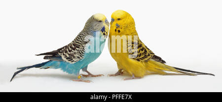 Gelben und blauen Wellensittiche (Melopsittacus undulatus) stehen von Angesicht zu Angesicht. Stockfoto