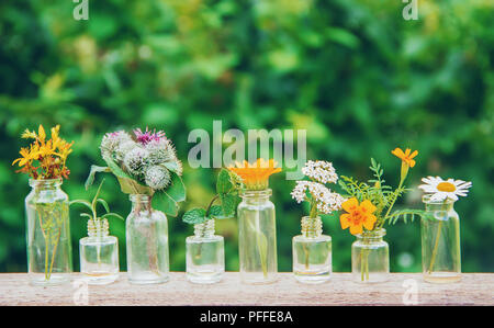 Extrakte aus Kräutern in kleinen Flaschen. Selektive konzentrieren. Natur. Stockfoto