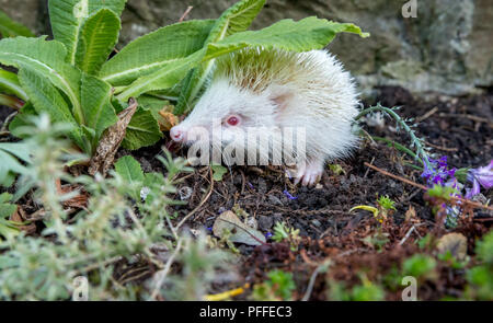 Igel, seltener, wilder Albino-Igel mit weißen Stacheln. Aus einem Wildtierhäuschen entnommen, um die Gesundheit und die Population dieses rückläufigen Säugetieres zu überwachen Stockfoto