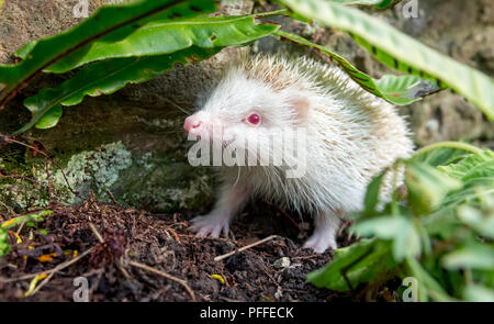 Igel, seltener, wilder Albino-Igel mit weißen Stacheln. Aus einem Wildtierhäuschen entnommen, um die Gesundheit und die Population dieses rückläufigen Säugetieres zu überwachen Stockfoto