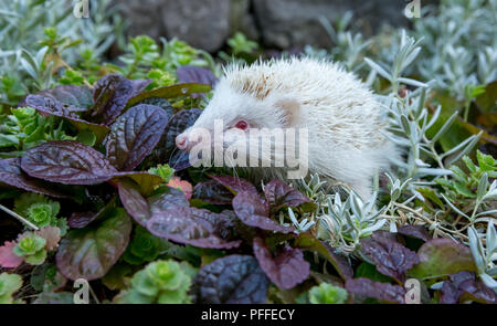 Igel, seltener, wilder Albino-Igel mit weißen Stacheln. Aus einem Wildtierhäuschen entnommen, um die Gesundheit und die Population dieses rückläufigen Säugetieres zu überwachen Stockfoto