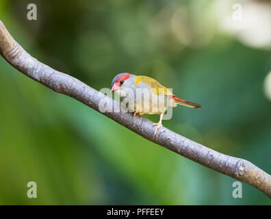 Porträt einer Rot-tiefsten Finch (Neochmia M. temporalis) auf einem Zweig, Julatten, Atherton Tablelands, Far North Queensland, FNQ, QLD, Australien gehockt Stockfoto