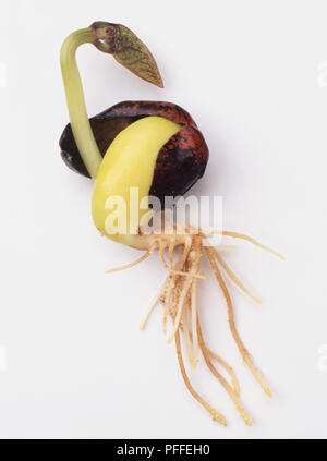 Phaseolus coccineus, Prunkbohne, schießen aus Samen gezogen Stockfoto
