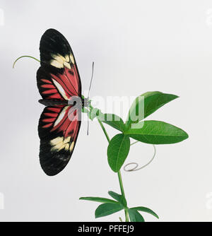 Postman Schmetterling mit seine Flügel weit offen. Die Tipps und äußeren Abschnitt des Flügel schwarz sind, dann Creme und Rot mit einem weißen Streifen wie die Flügel der Körper erfüllt. Stockfoto