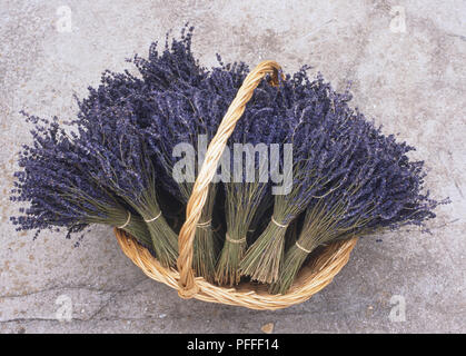 Bündel von Lavandula angustifolia, Lavendel, im Korb, Ansicht von oben Stockfoto