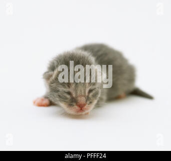 Ein neugeborenes Kätzchen hat noch seine Augen geschlossen. Stockfoto