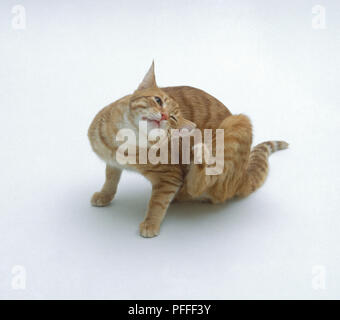 Weiße Katze Kratzen Am Ohr Stockfoto Bild 135309194 Alamy