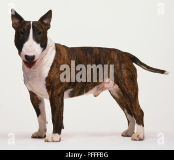 Bull Terrier (Canis familiaris) stehend, Kopf nach links, Seitenansicht. Stockfoto