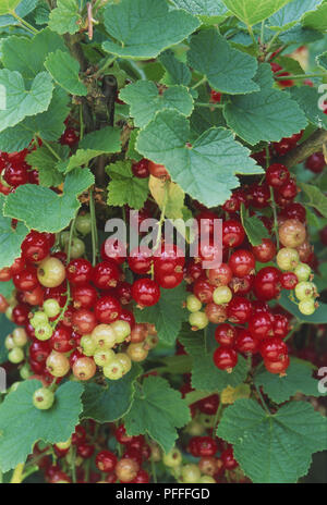 Ribes rubrum, rote Johannisbeeren und Whitecurrants, Nahaufnahme Stockfoto