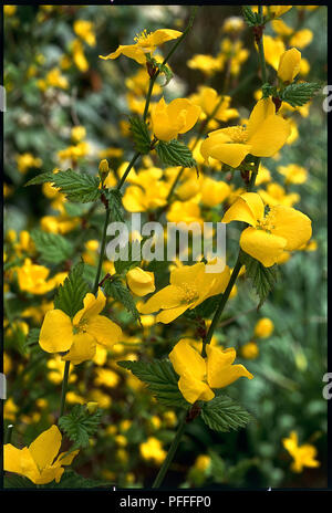 Nahaufnahmen von Blüten und Blättern von Kerria japonica 'Golden Guinea' ('SJude Mantel) Stockfoto