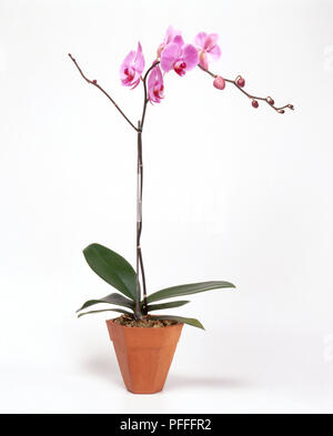 Phalaenopsis x Doritaenopsis (Motte orchid Hybrid), rosa Blumen im Übertopf Stockfoto