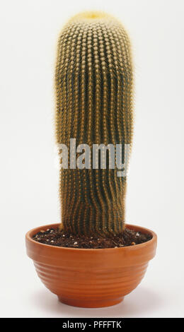 Parodia leninghausii (Goldene Kugel Kaktus) Stockfoto