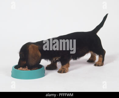 Ein junger Dackel (Canis familiaris) Essen von einem Hund Schüssel, Seitenansicht Stockfoto