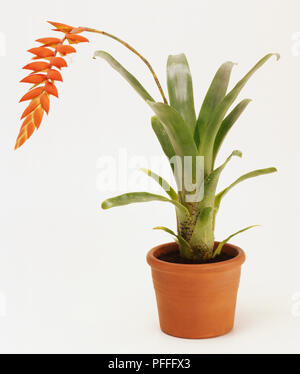 Druckluftanlage, Tillandsia Deiriana, Grüne, dicke Blätter mit hellen orange flowerhead. Stockfoto