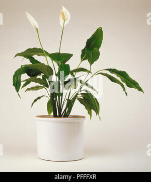 Spathiphyllum wallisii 'Clevelandii" (Peace Lily) Stockfoto