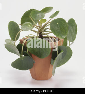 Pilea peperomioides in Terrakotta Topf, große, flache, grüne Blätter. Stockfoto