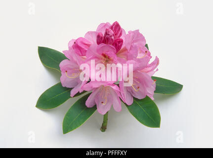 Rhododendron 'Lavender Girl", kompakte Truss von Lavendel Blumen Stockfoto