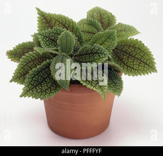 (Freundschaft), Pilea Pilea involucrata 'Moon Valley' Stockfoto