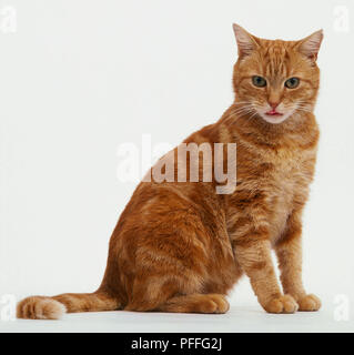 Ginger tabby Katze sitzend - Seitenansicht Stockfoto