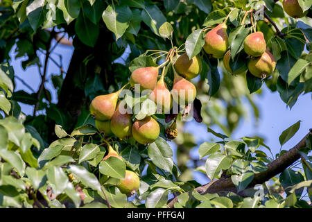 Ein Bild von einer reife rote Birne auf einem Baum im Garten Stockfoto