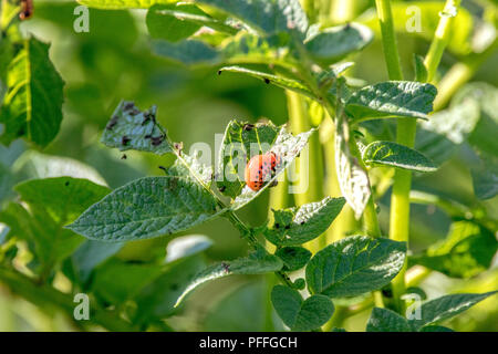 Bild von den Larven der schädlichen Insekten Kartoffelkäfer auf einer Kartoffel Blatt Stockfoto