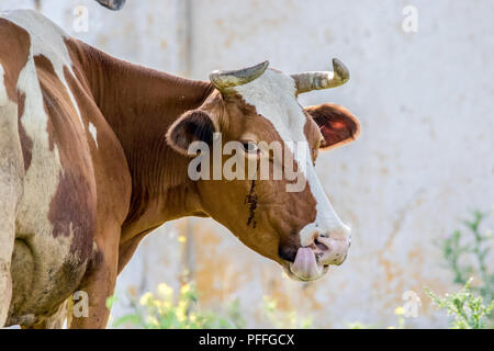 Bild eines Tieres braun gehörnten Kuh sah sich um Stockfoto