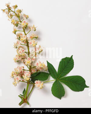 , Hippocastanaceae Aesculus hippocastanum, gemeinsame Rosskastanie, Fingerförmig Blatt mit scharf gezahnten, unstalked Flugblätter, und große Aufrechte Rispen von weißen Blumen, gerötete, Pink und Gelb. Stockfoto