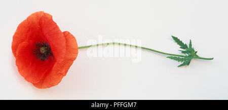 Mohn Klatschmohn Mohnblume, Feld, single, lang gestielten rote Blume. Stockfoto