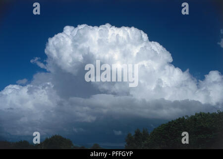 Cumulus congestus, große wallende weiße Wolke, Sonnenlicht beleuchten oben und betonen die Form, Deep Blue schüchtern vor, Treetops unten. Stockfoto